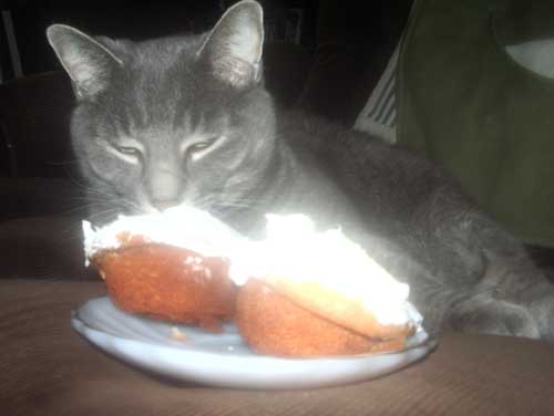 My cat eating a cupcake
