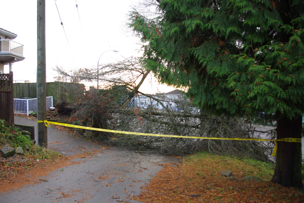 Burnaby tree knocked over during storm