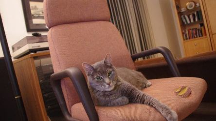 Khan relaxing on my free Verco chair!