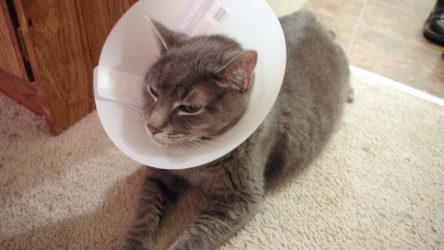 Khan wearing a cone